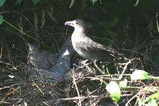 Amsel-9-Tag-Fütterung-3.jpg